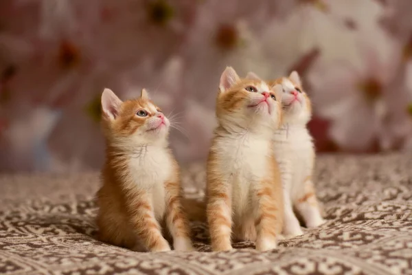 Three little beautiful red kittens — ストック写真