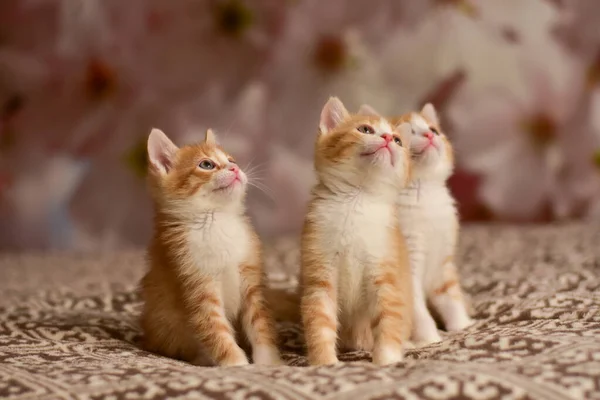 Three little beautiful red kittens — Stock Photo, Image