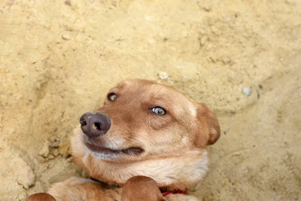 Šťastný červený pes leží na písku. — Stock fotografie