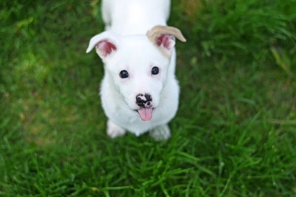 Pequeno cachorro branco em um gramado verde preso para fora sua língua e olha para cima . — Fotografia de Stock