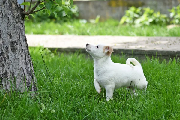 Klein wit hondje op een groen gazon kijkt op naar een boom. — Stockfoto