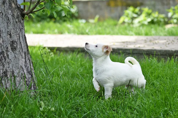 Kleiner weißer Welpe auf grünem Rasen blickt zu einem Baum auf. — Stockfoto