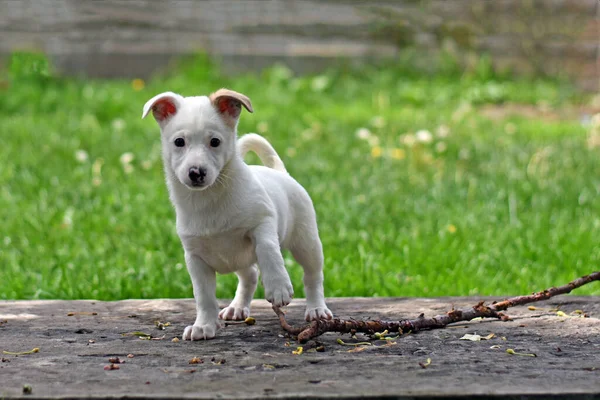 一条小白狗站在草坪上的跑道上 可爱的小狗在散步时玩手杖 高质量的照片 — 图库照片