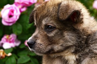 Çiçek açan güllerin arka planında sevimli pofuduk bir köpek yavrusu. Sokaktaki bir köpeğin portresi.. 