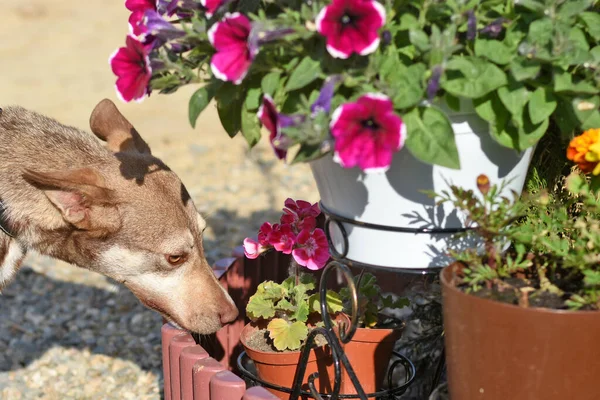 brown dog sniffing flowers in a flowerbed on the street. dog for a walk.