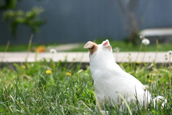 Pequeno Cachorro Branco Senta Gramado Verde Olha Para Distância Cachorrinho — Fotografia de Stock