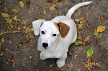 Kahverengi kulaklı beyaz bir köpek yavrusu yerde oturur ve sarı sonbahar yapraklarıyla yukarı bakar. Sokaktaki evsiz köpek yavrusu. Yüksek kalite fotoğraf
