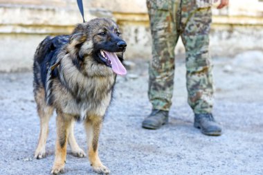 Tasmalı bir köpek ve arka planda kamuflaj üniformalı bir adam..