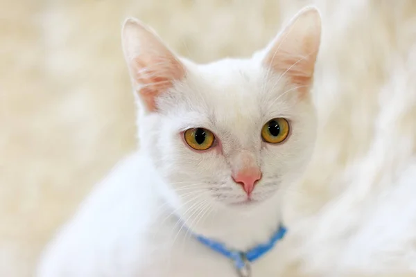 Retrato de um gato branco com olhos amarelos e com um colar azul . — Fotografia de Stock