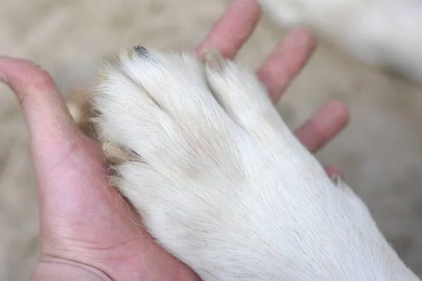 Large paw of a dog on the palm of a man. — Stock Photo, Image