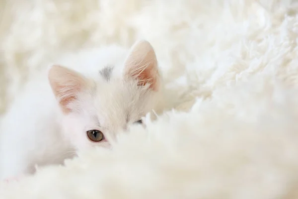 Eine weiße Katze liegt auf einem hellen Teppich und schaut hinaus. — Stockfoto