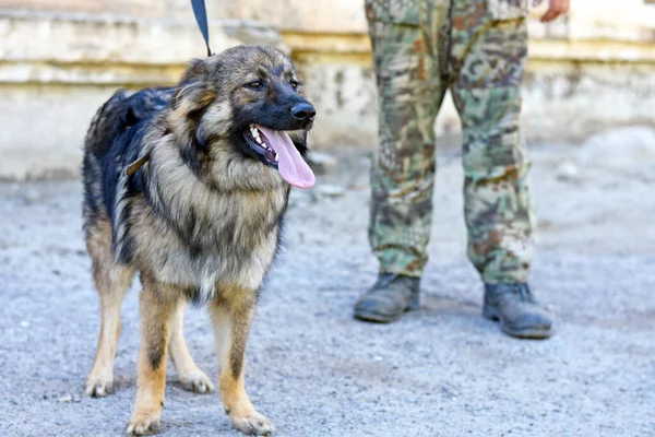 Собака в воротнике на поводке с мужчиной в камуфляжной форме на заднем плане . — стоковое фото