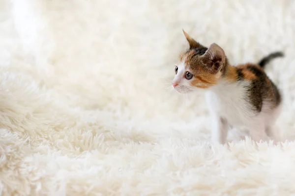 Gatinho manchado pequeno bonito em um tapete branco . — Fotografia de Stock