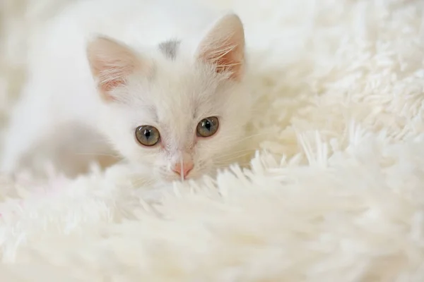 Beyaz halıdaki beyaz bir kedi yavrusunun portresi.