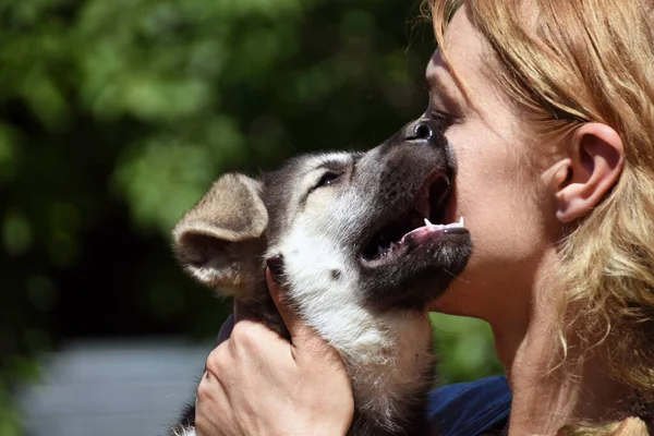 Yavru köpek yanağını hanımefendinin yanağına bastırır.. — Stok fotoğraf