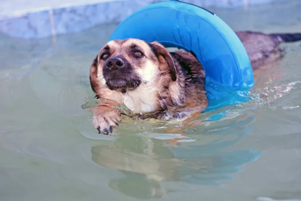 Szczęśliwy pies pływa w niebieskim gumowym pierścieniu dla zwierząt. pies uczy się pływać — Zdjęcie stockowe