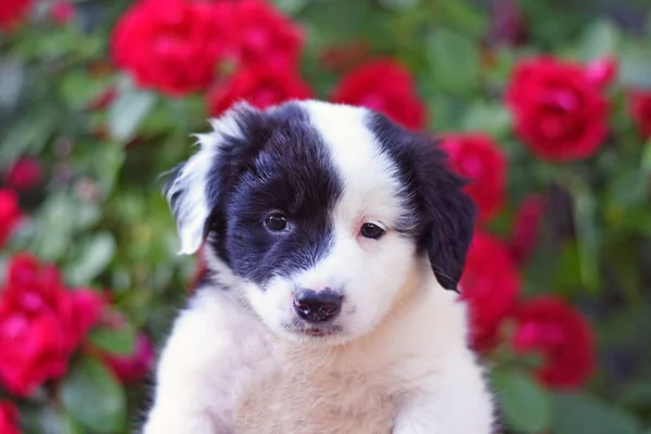 Witte Pup Met Zwarte Vlekken Een Achtergrond Van Rode Rozen — Stockfoto