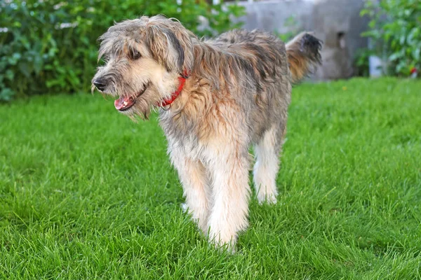 Cão Empanado Fica Gramado Verde Cão Desgrenhado Satisfeito Uma Coleira — Fotografia de Stock