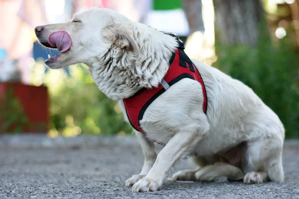 a white dog sits on the pavement and licks its lips. dog on the street in a harness. High quality photo