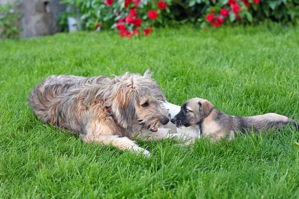 Yeşil çimlerin üzerinde küçük bir köpek yavrusu olan tüylü bir köpek. Köpekler oynuyor. Yüksek kalite fotoğraf
