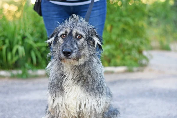 Cão Desgrenhado Engraçado Olhando Para Lente Câmera Retrato Cão Foto — Fotografia de Stock