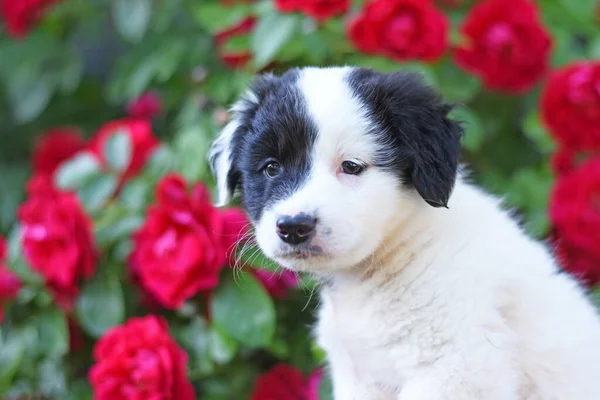 红色玫瑰背景上有黑斑的白色小狗 小狗肖像画高质量的照片 — 图库照片