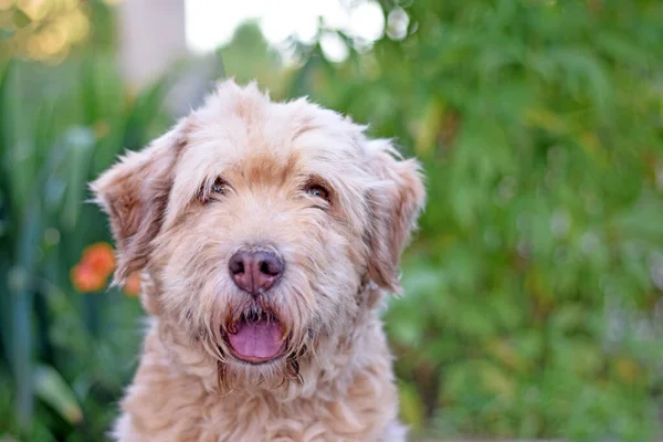 Ritratto Bel Cane Arruffato Sfondo Verde Sfocato Cane Barbuto Cane — Foto Stock