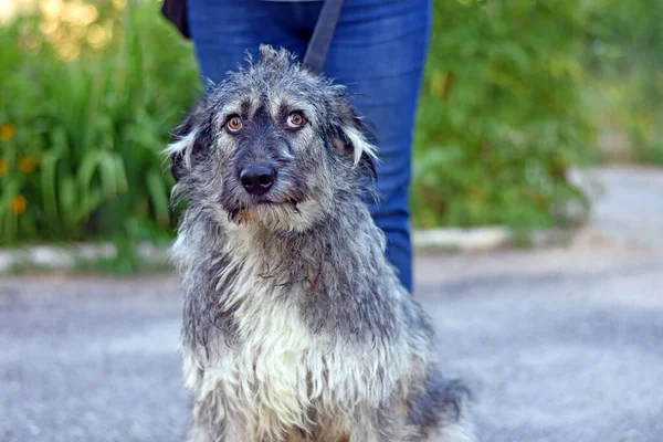 Cão Desgrenhado Engraçado Olhando Para Lente Câmera Retrato Cão Foto — Fotografia de Stock