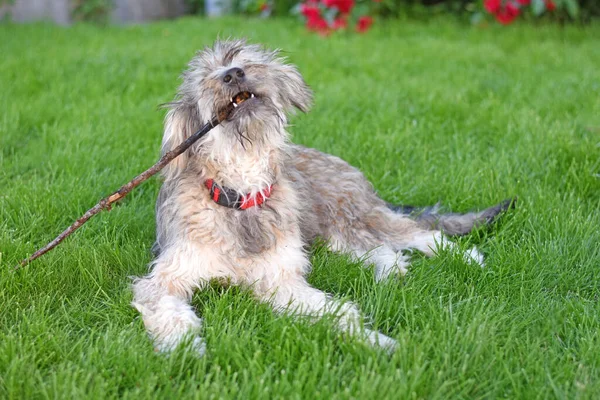 Лохматая Собака Лежащая Траве Играющая Палкой Рту Высокое Качество Фото — стоковое фото