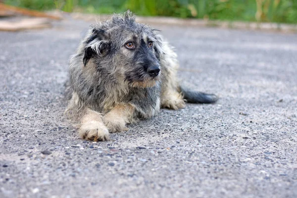 Divertente Cucciolo Shaggy Trova Sul Marciapiede Cane Strada Foto Alta — Foto Stock