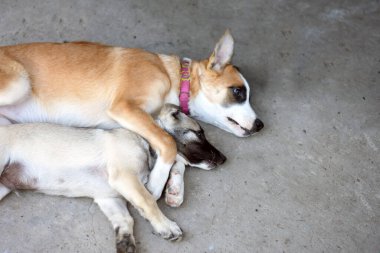 Kırmızı köpek kucağında bir köpek yavrusuyla yatıyor. köpek dostluğu