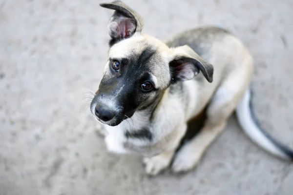 Pequeno filhote de cachorro triste senta-se no pavimento e olha para cima. foto do cão de cima . — Fotografia de Stock