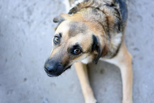 Cão Triste Encontra Concreto Cinza Olha Para Cima Olhos Tristes — Fotografia de Stock