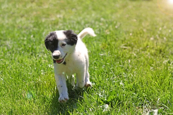 Beautiful Joyful Puppy Runs Green Lawn Yellow Rays Sun High — Stock Photo, Image
