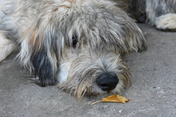 Sad Shaggy Dog Nose Sniffs Autumn Yellow Leaf Dog Nose — Stock Photo, Image