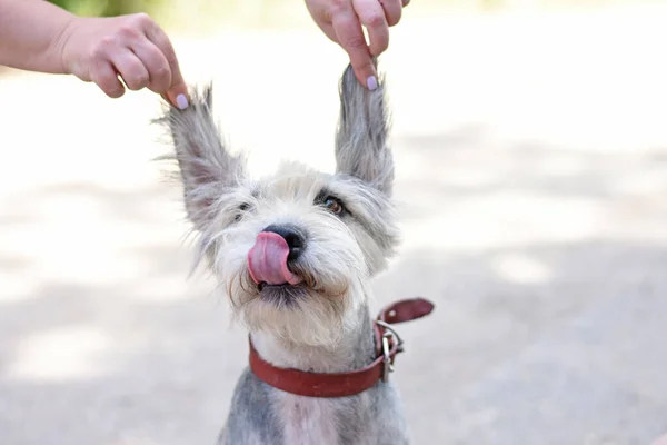 Úrnő Kezében Tartja Kutyája Nagy Fülét Vicces Kutya Nyalogatja Ajkait — Stock Fotó
