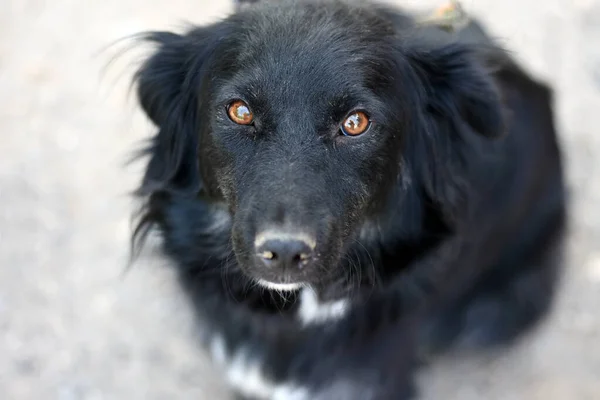 Een Close Van Een Hondengezicht Hoge Kwaliteit Foto — Stockfoto