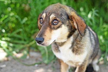Suçlu köpek yavrusu üzgün gözlerle yukarı bakıyor. Yüksek kalite fotoğraf