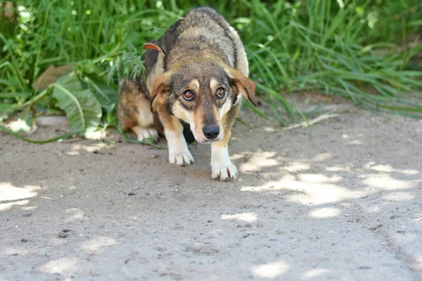 Cachorro Culpado Olhando Para Cima Com Olhos Muito Tristes Foto — Fotografia de Stock