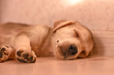 Güneş ışınlarıyla aydınlatılmış yerde uyuyan sevimli küçük köpek yavrusu.