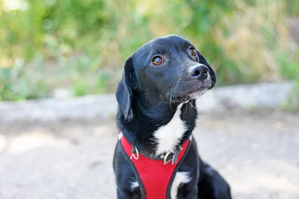 Cão Cor Escura Arnês Vermelho Olha Para Cima Cão Para — Fotografia de Stock