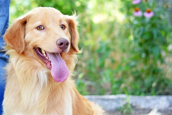 Güzel kızıl saçlı bir köpek, dili dışarıda kameraya bakar..