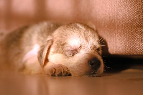 Güneşin ışınlarıyla aydınlatılmış tatlı küçük köpek yavrusu uyuyor.