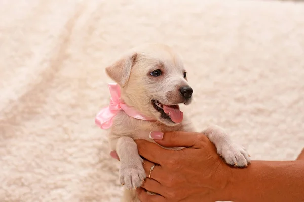 a puppy with a pink ribbon around its neck raised its legs up. puppy on a light background