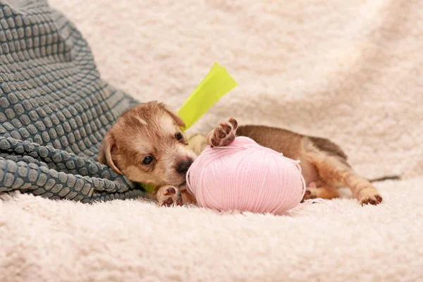 Küçük Şirin Köpek Yavrusu Pembe Ipliklerle Oynuyor Yatakta Köpek Yavrusu — Stok fotoğraf