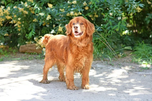 Knappe Hond Met Rood Haar Wandelingen Straat — Stockfoto