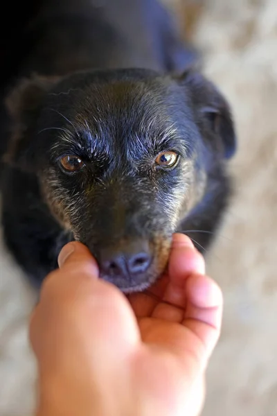 O rosto bonito de um cão idoso está fielmente na palma da mão de um homem . — Fotografia de Stock