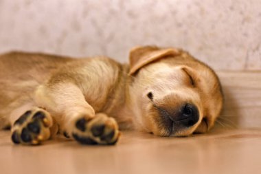 Yerde uyuyan sevimli bir köpek yavrusu. Yüksek kalite fotoğraf