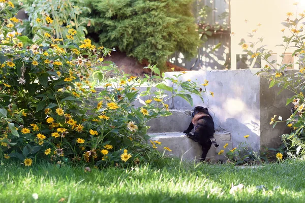 Cachorrinho Preto Aprende Subir Escadas Cachorro Está Andando Rua — Fotografia de Stock