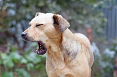 Köpek ağzı açık esniyor. Yüksek kalite fotoğraf